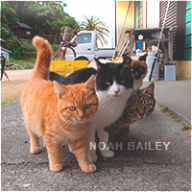 Noah Bailey