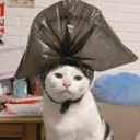 ::cattos13::