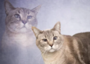 ::cattos74::