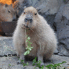 684faa2951cffa524b6eb599579a1fd0.gif