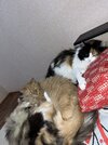 IMG_2784.jpeg