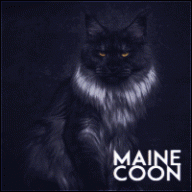 Maine_Coon