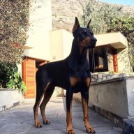 Dexter_Martinez