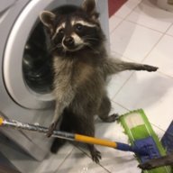 Raccoon_Aquino