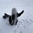 Dima_Mizwin